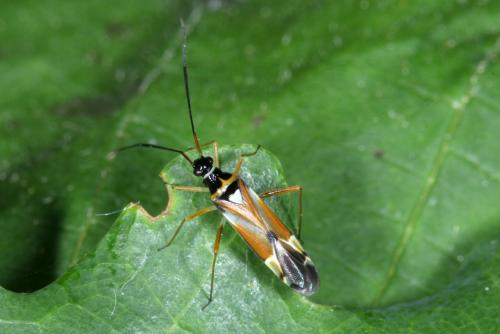 Réf. 302 395 : Cyllecoris histrionius